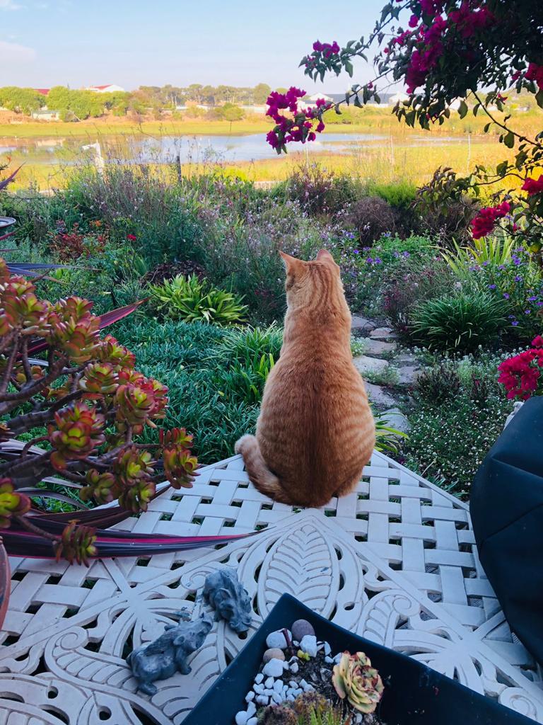 Cat enjoying the garden at pet-friendly retirement estate