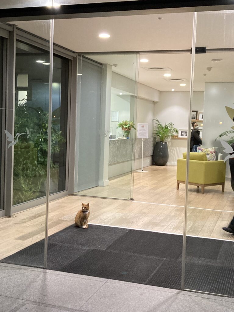 Cat greeting visitors and guests