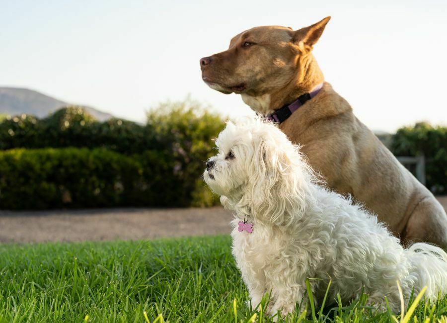 Dogs at Faircape Life retirement village